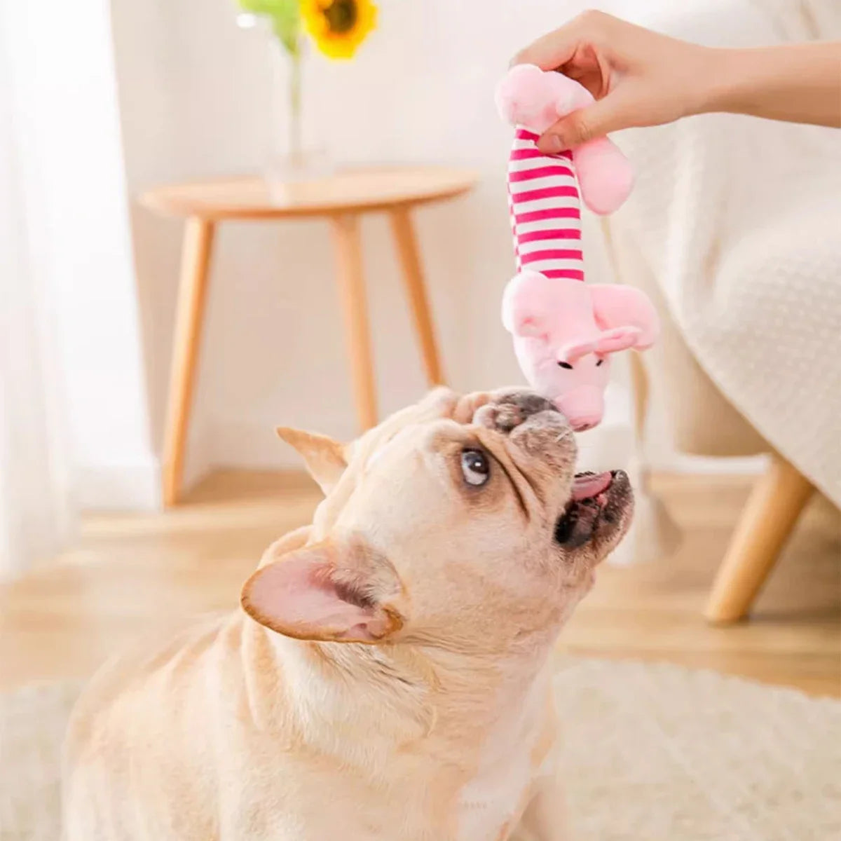 Pets toys
